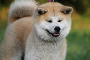 Akita snow dog