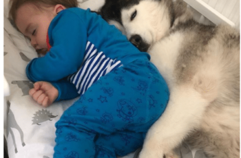 baby and husky sleeping