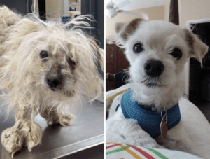 abandoned shelter dog transformations 5