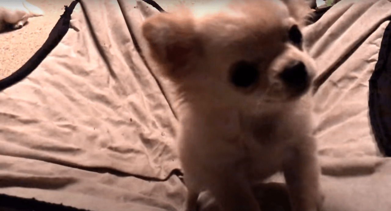 chihuahua energetic bedtime funny