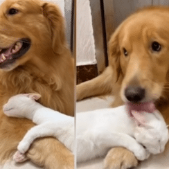 dog cat friends cuddle
