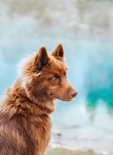 Rare Brown Blue-Eyed Siberian Husky is Most Beautiful Dog on Instagram ...