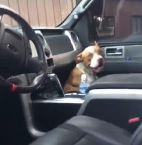 Stray Pit-Bull Hops Into A Truck and Surprisingly Finds His Destiny