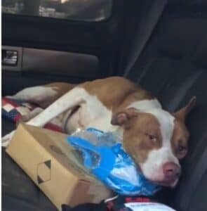 Stray Pit-Bull Hops Into A Truck hoping for a new family