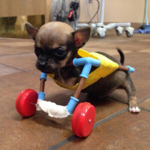 Turbo chihuahua on first wheels