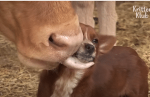 dog raised by cow
