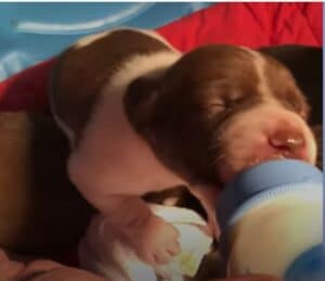 pregnant basset hound dog fostered